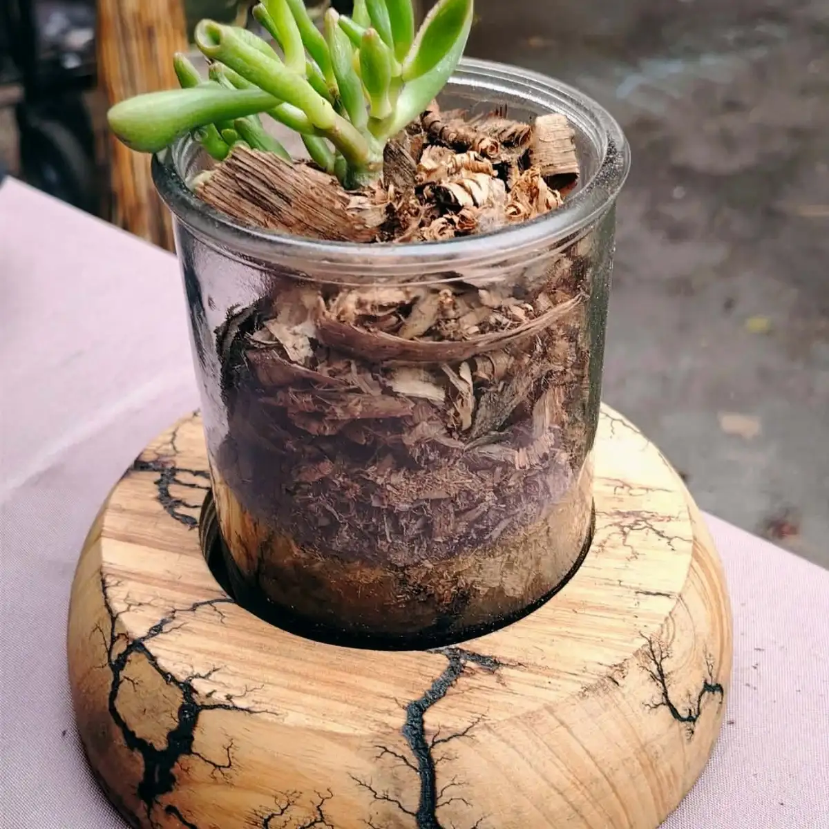 Plante décorative